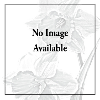Galanthus Ikariae Var. Latifolius