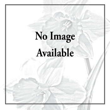Galanthus Sam Arnott