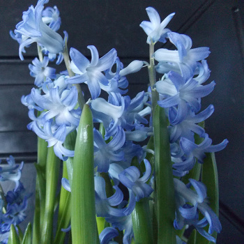 Festival Blue Hyacinth
