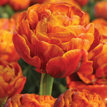 Brownie Double Early Tulip