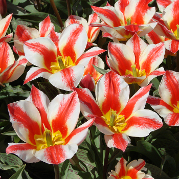 Coors Greigii Tulip