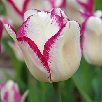 Affaire Triumph Tulip