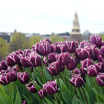 Jackpot Triumph Tulip