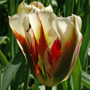 Flaming Spring Green Viridiflora Tulip