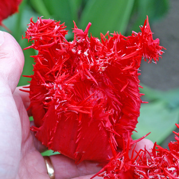 Barbados Fringed Tulip