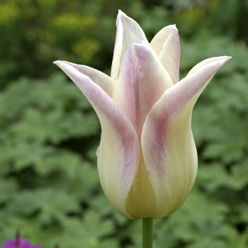 Elegant Lady Lily-Flowered Tulip