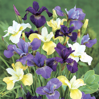 Iris Siberica Mixed Colors