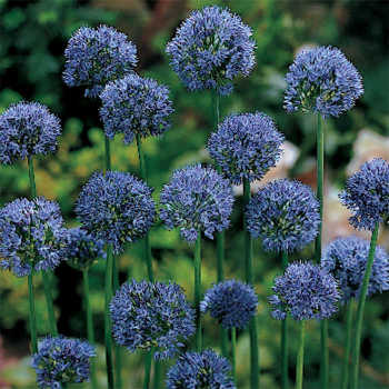 Caeruleum Allium