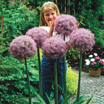 Allium Globemaster