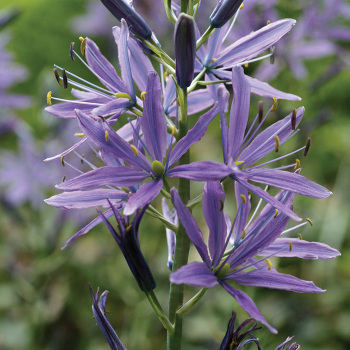 Camassia Leichtlinii Caerulea