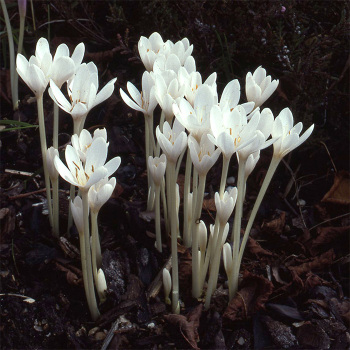 Colchicum Autumnale Album