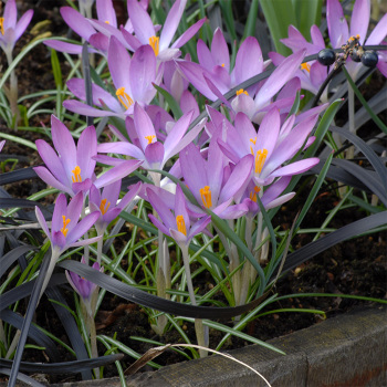 Crocus Tommasinianus Roseus