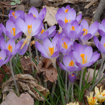 Crocus Tommasinianus Whitewell Purple