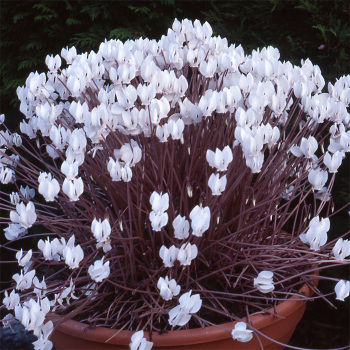 Cyclamen Hederifolium Album