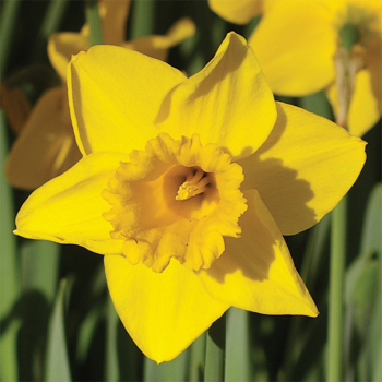 Arctic Gold Daffodil