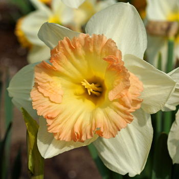 British Gamble Trumpet Daffodil