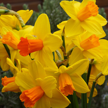 Classic Garden Trumpet Daffodil