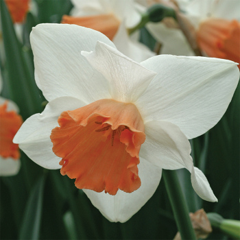 Large-Cupped Daffodil Chromacolor