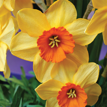 Ambergate Daffodil