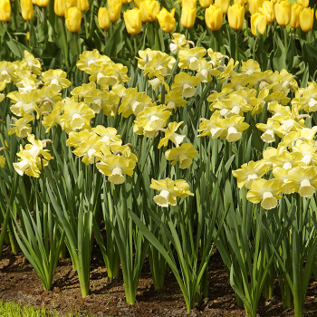 Avalon Large-Cupped Daffodil