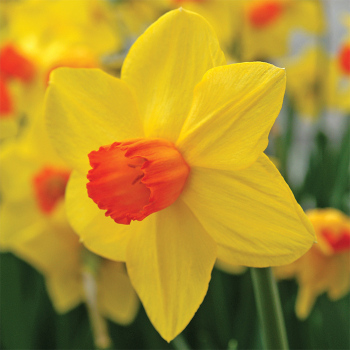 Brackenhurst Daffodil