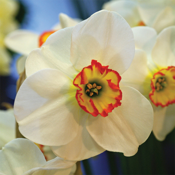 Merlin Daffodil