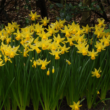 February Gold Daffodil