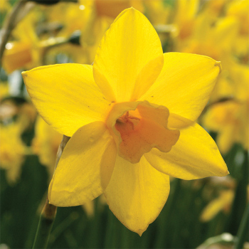 Sweetness Daffodil
