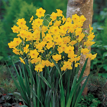 Grand Soleil D'or Paperwhite Daffodil