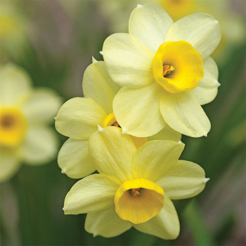 Minnow Miniature Daffodil