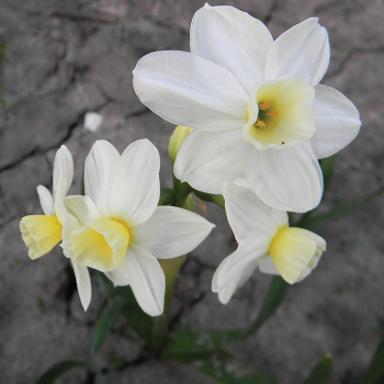 Silver Chimes Daffodil