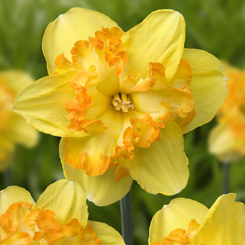 Blazing Starlet Daffodil