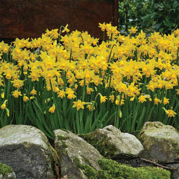 Tete-A-Tete Miniature Daffodil