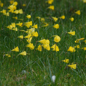 Narcissus Bulbocodium Conspicuus