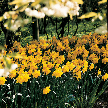 Yellow Trumpet Mix Daffodil