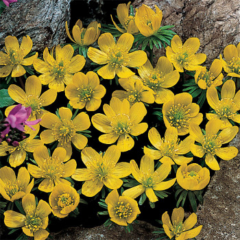 Eranthis Hyemalis