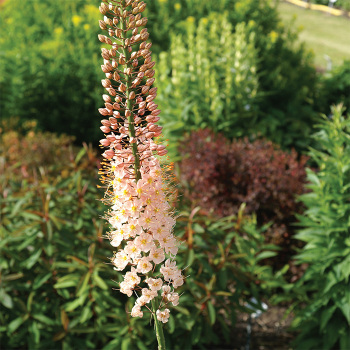 Eremurus Romance