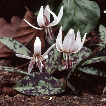 Erythronium Dens-Canis Snowflake