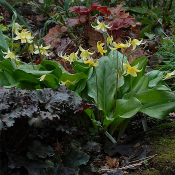 Erythronium Kondo