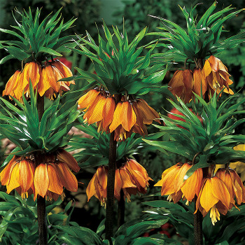 Fritillaria Imperialis Premier