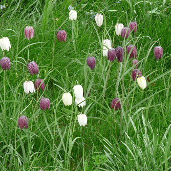 Fritillaria Meleagris Mixed Varieties