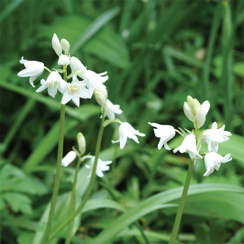 Hyacinthoides White
