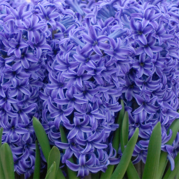 Blue Jacket Hyacinth