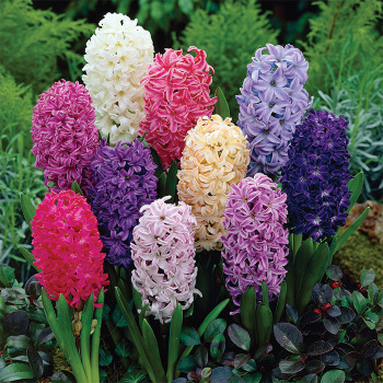 Dutch Hyacinth Mix
