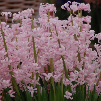 Festival Pink Hyacinth