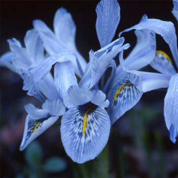 Iris Histrioides Sheila Ann Germany