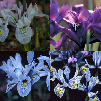 Iris Histrioides Collection