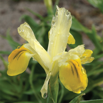 Iris Bucharica