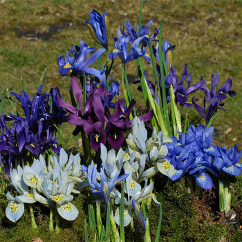 Iris Reticulata Mixed Varieties
