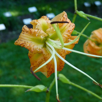 Lilium Henryi